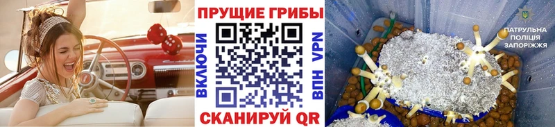 Псилоцибиновые грибы ЛСД  Тавда 